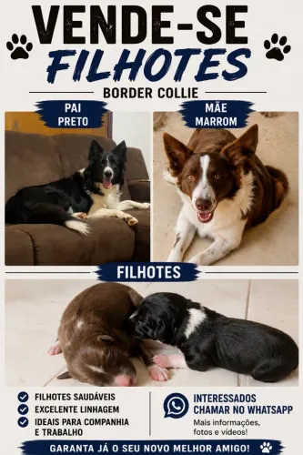 Cachorro , border collie