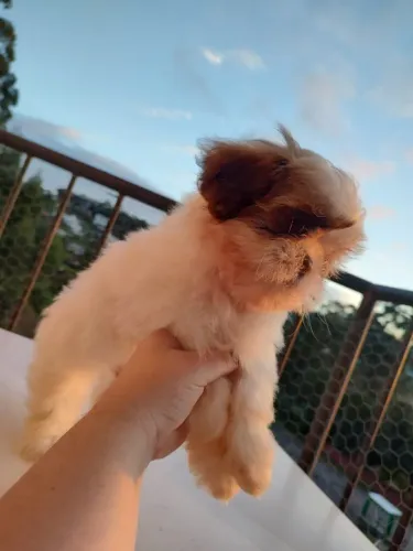 Lindos Filhotes de Shih tzu!!