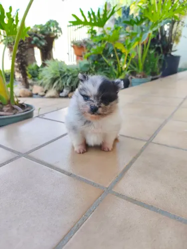 Spitz macho merle (Lulu da Pomerânia)