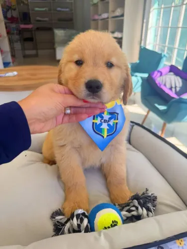 Filhotes de Golden Retriever