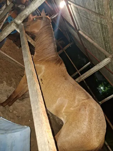 Égua baixeira.