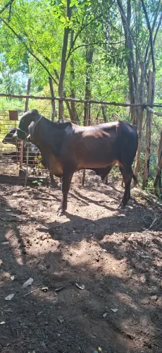 Garrote gir leiteiro 