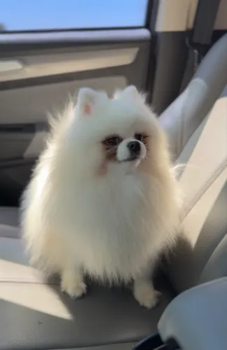 Spitz Alemão Adulto