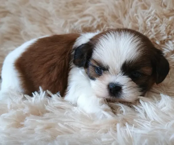 Shih-Tzu Macho