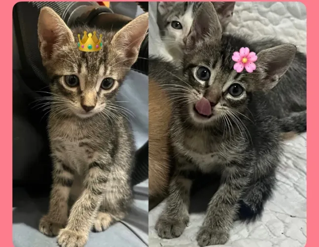 Gatinha disponível para adoção responsável!