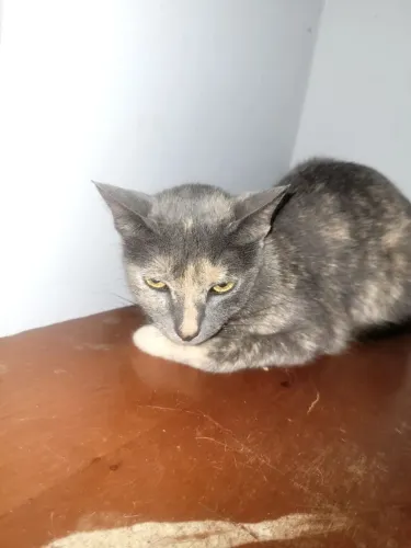 Doação De Gatinha Cinza