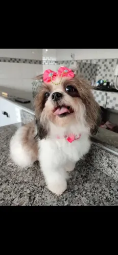 Vendo filhote de Shih Tzu