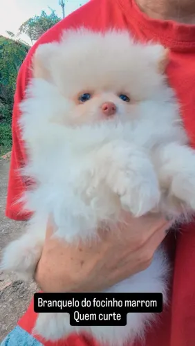 Spitz alemão anão lulu da Pomerânia