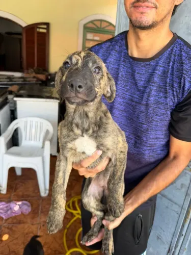 Doação de filhote de cachorro doa se