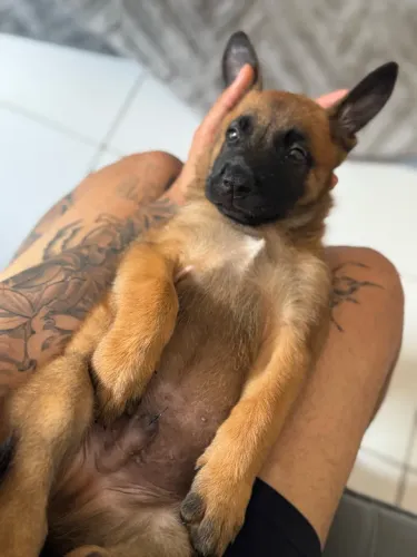 Pastor Belga Malinois