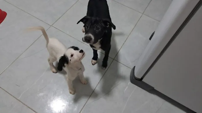 doação cachorras fêmea
