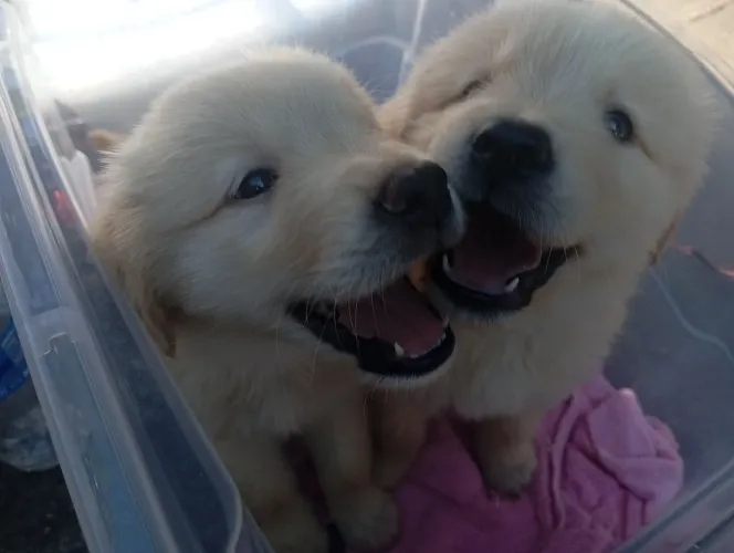 Filhote Golden Retriever Macho 