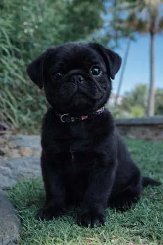 Pug Esse pequeno tem tudo para conquistar seu espaço
