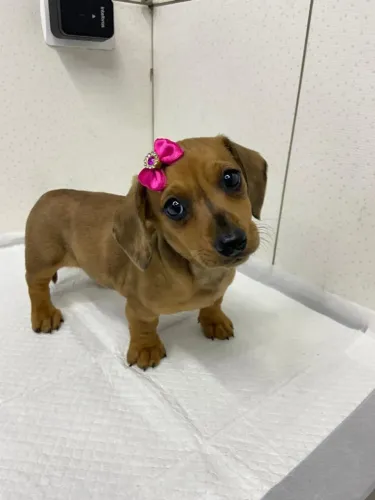 Basset / dachshund 55 dias