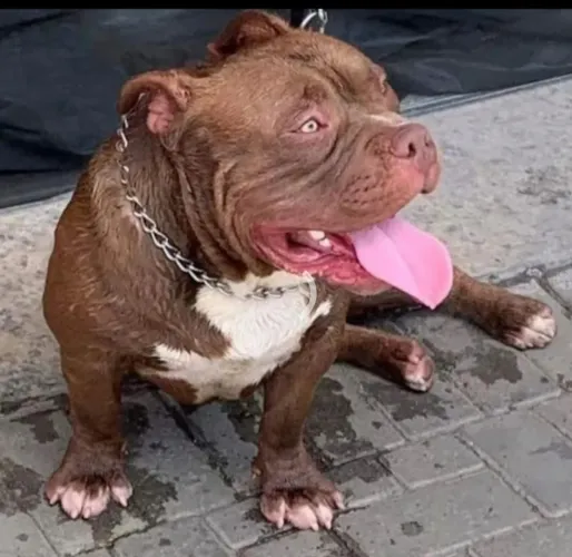 Américan Bully 