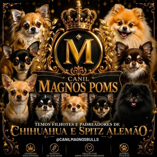 Chihuahua e Spitz Alemão filhote e monta