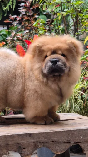 Chow chow americano com pedigree 