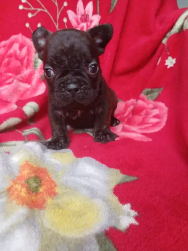 Buldogue francês