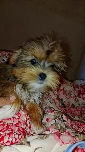 Cachorro macho