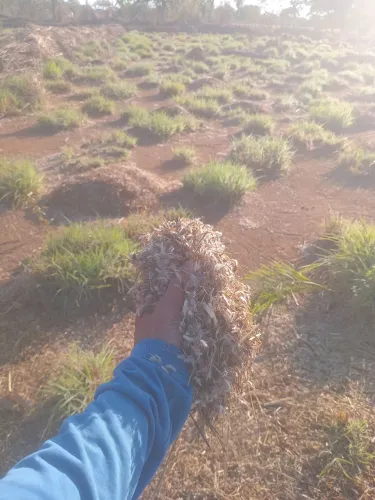 Semente de capim andropogon