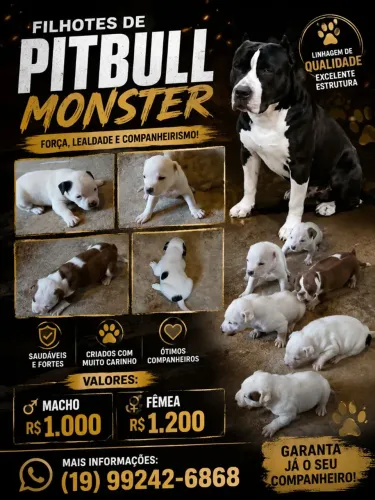 Filhote de Pitbull Monster.