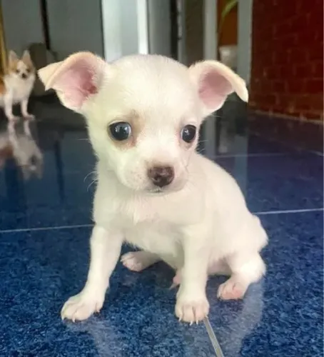 chihuahua