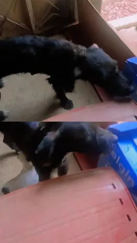 Doando essa cachorra preta para um lar que queira realmente cuidar dela 