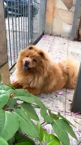 CHOW CHOW PARA ADOÇÃO RESPONSÁVEL
