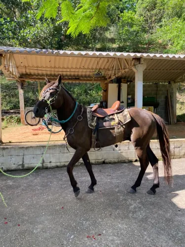 Mangalarga Marchador à venda
