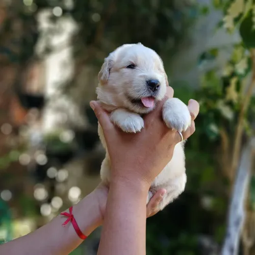 Golden Retriever disponíveis