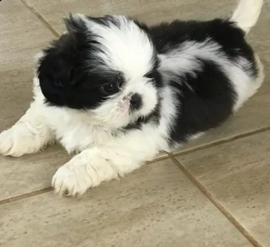 Shi tzu fêmea