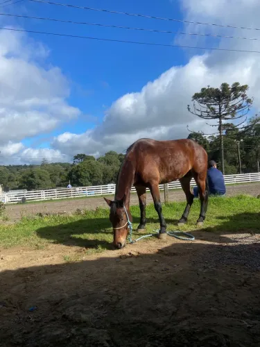 Vendo cavalo criolo puro