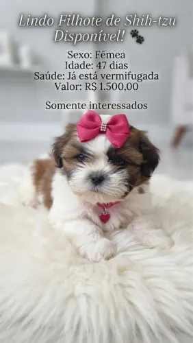 Shitzu fêmea somente interesse