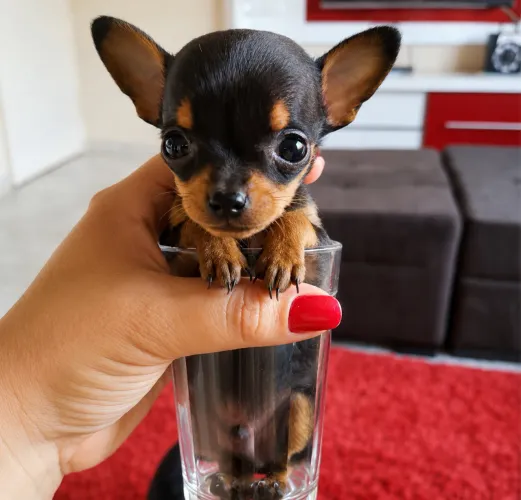 PINSCHER ZERO DISPONÍVEL