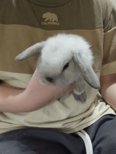 Coelhos mini loop