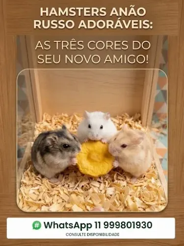 Hamster Anão Russo ( várias cores)