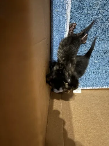 Doação gatinhos