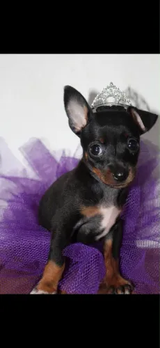 Pinscher miniatura macho e fêmea em até 18x
