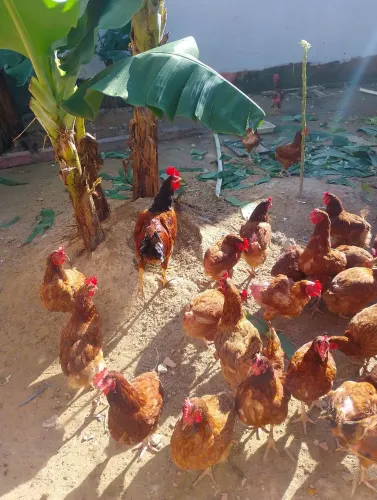 Galinhas 49,99entrego nos bairros próximos.