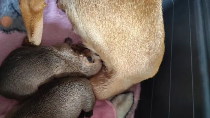 Lindos filhotes de pinscher quase doação