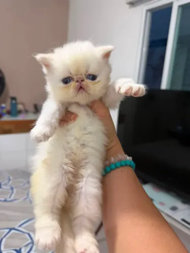 Filhote gata persa legítima