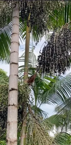 Apanhador de açaí