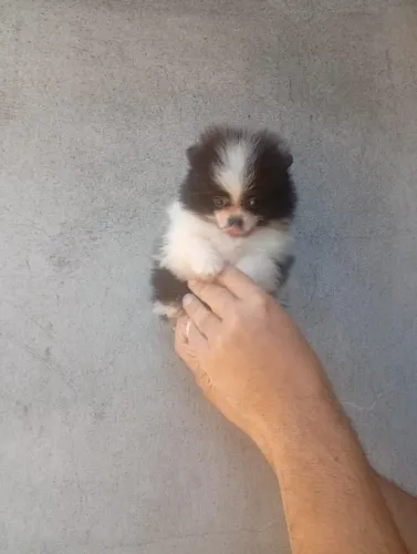 Spitz Alemão Super Dócil