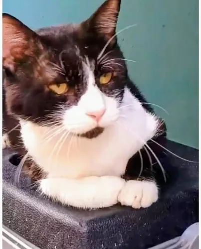 Gato castrado para adoção responsável