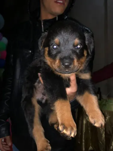 Rottweiler O presente mais encantador que alguém pode receber
