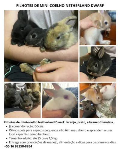 Mini coelhos filhotes, criados em casa, dóceis