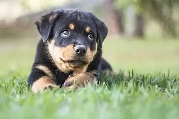 Rottweiler Sou gigante na coragem e no afeto.