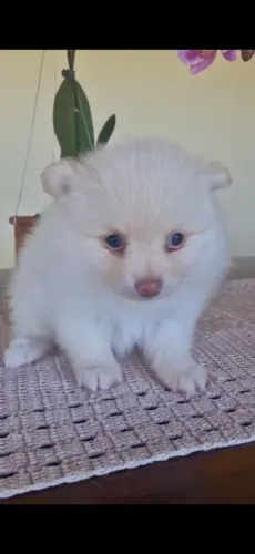 Lulu da Pomerânia Filhotes