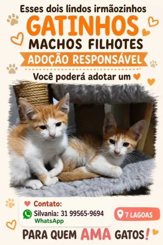Gatinhos filhotes adoção. - 7 Lagoas MG