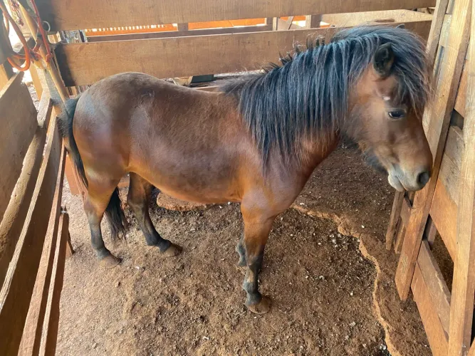 Vende-se cavalo / pônei / potro